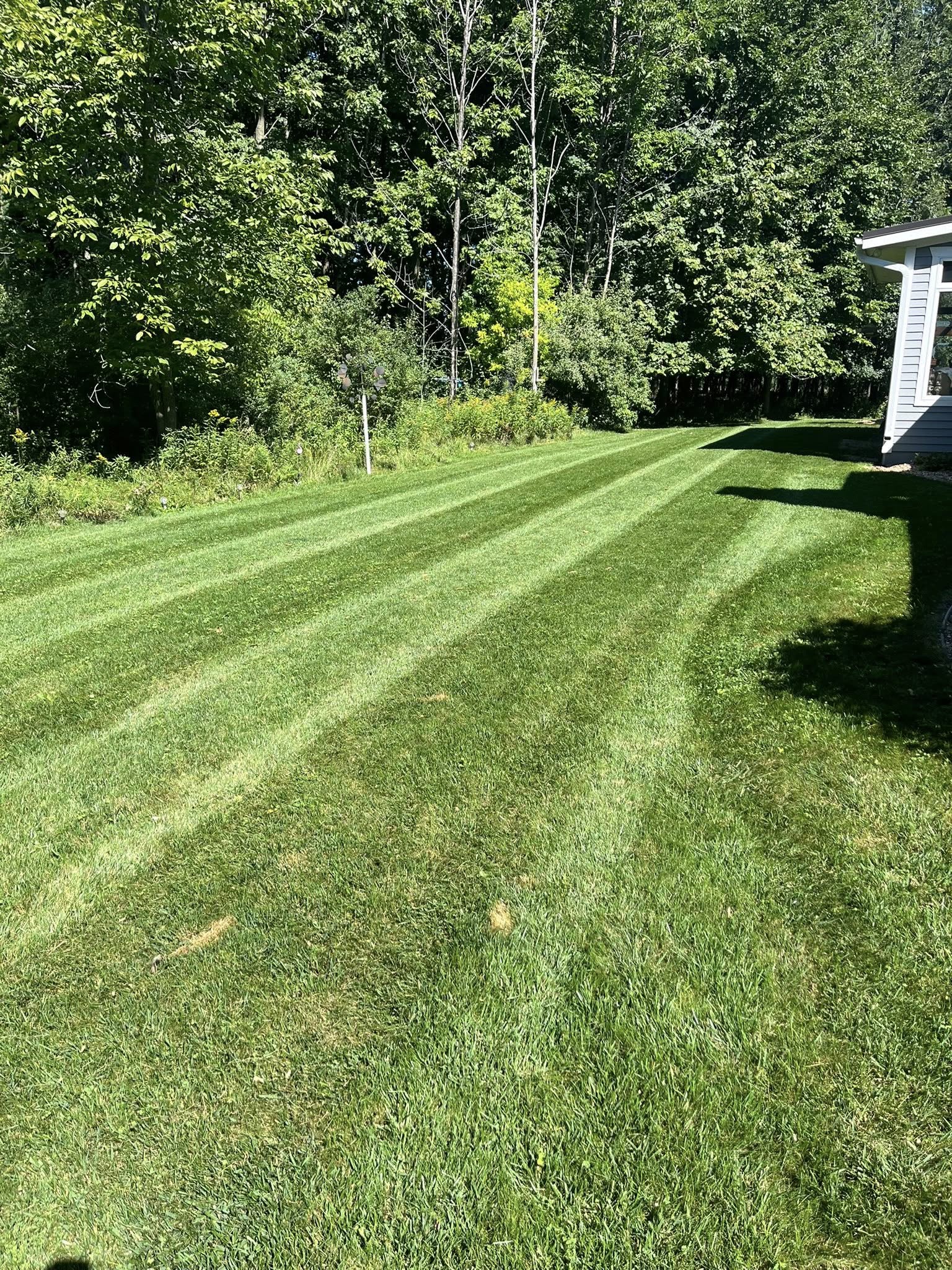 Backyard lawn with tight parallel mowing stripes along a wood fence